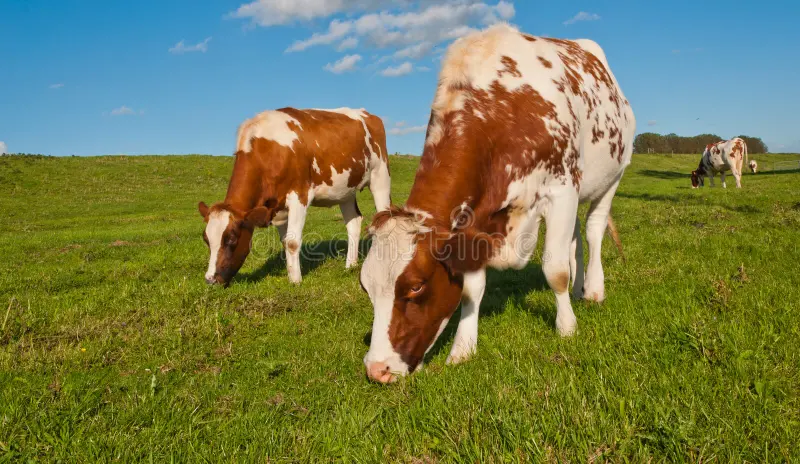 Natürliches Weidefleisch vom Hereford Rind für bewussten Genuss